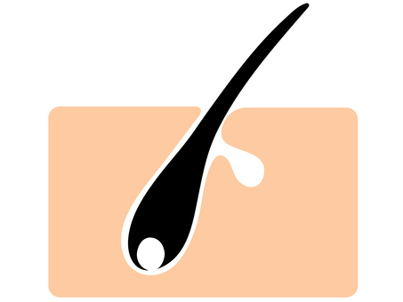 毛と毛穴のシンプルな断面図 毛,毛穴,断面,肌,スキンケア,毛根,皮脂腺,図,図解,シンプルのイラスト素材