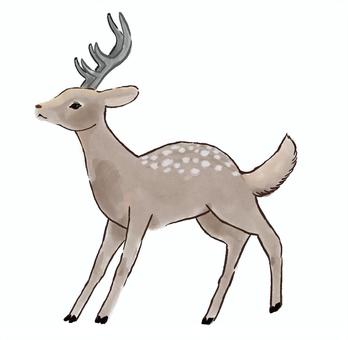 エゾシカ エゾシカ,鹿,動物,自然,生き物のイラスト素材
