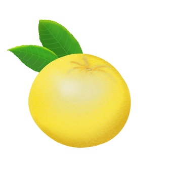 リアルなグレープフルーツ　手描き グレープフルーツ,くだもの,果物,リアル,黄色,葉っぱ,美味しそう,きれい,手描きのイラスト素材