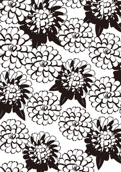 キク背景 A4 キク背景 A4 キク,花,咲く,きれい,和,植物,コントラスト,白黒,背景,a4のイラスト素材