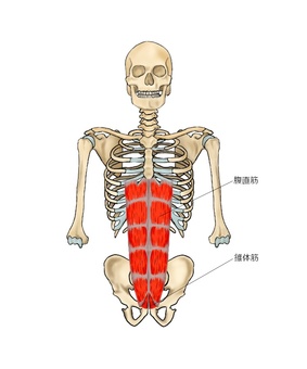 腹直筋のイラスト 腹直筋のイラスト 腹直筋,錐体筋,筋,筋肉,ガイコツ,解剖,骨,モデル,骨格,解剖学のイラスト素材
