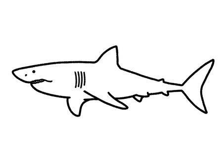 サメ サメ,海,捕食者,水族館,ホホジロザメ,アオザメ,生き物,塗り絵のイラスト素材