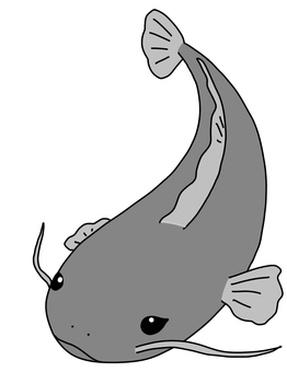 ナマズ マナマズ,鯰,魚,淡水魚,食用魚,川魚,河魚,沼,湖,肉食魚のイラスト素材