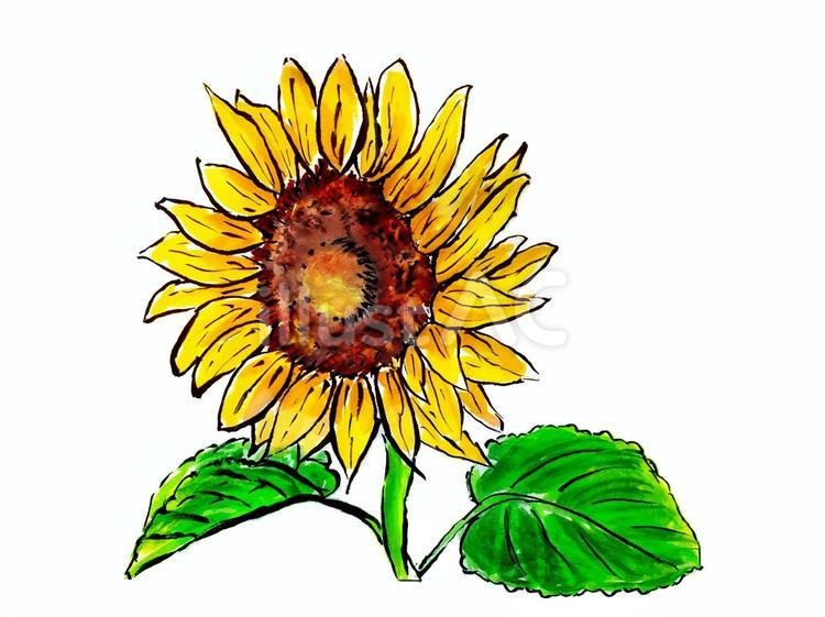 大きいひまわりのイラスト ひまわり,向日葵,夏のイラスト素材