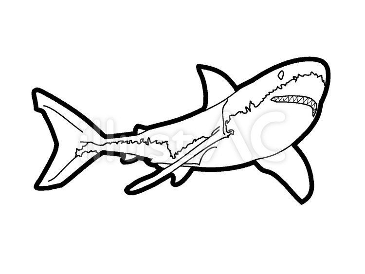 サメのぬりえ サメ,海洋生物,海のイラスト素材