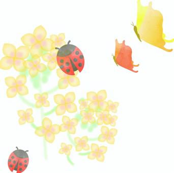 菜の花と昆虫 菜の花,春,水彩,昆虫,蝶,てんとう虫のイラスト素材