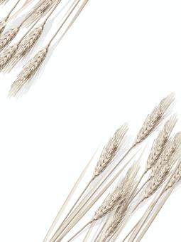 小麦色の麦穂　影あり　mugi008 麦穂,小麦色,リアル,ナチュラル,お洒落,自然,植物,大人っぽい,枠,背景のイラスト素材