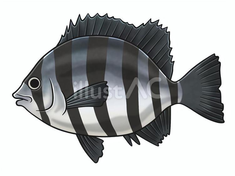 石鯛（イシダイ） 石鯛,魚,海産物のイラスト素材