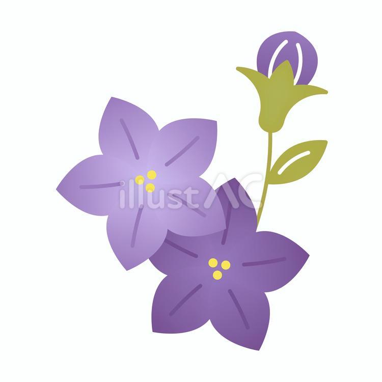 秋らしい桔梗のイラスト 桔梗,秋,和のイラスト素材