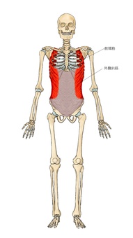骨格と前鋸筋・外腹斜筋 骨格と前鋸筋・外腹斜筋 外腹斜筋,前鋸筋,筋,筋肉,ガイコツ,解剖,骨,モデル,骨格,解剖学のイラスト素材