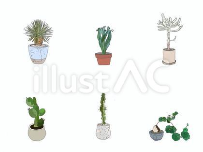 観葉植物③