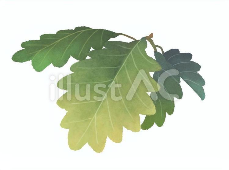 柏の葉 柏,葉,葉っぱのイラスト素材