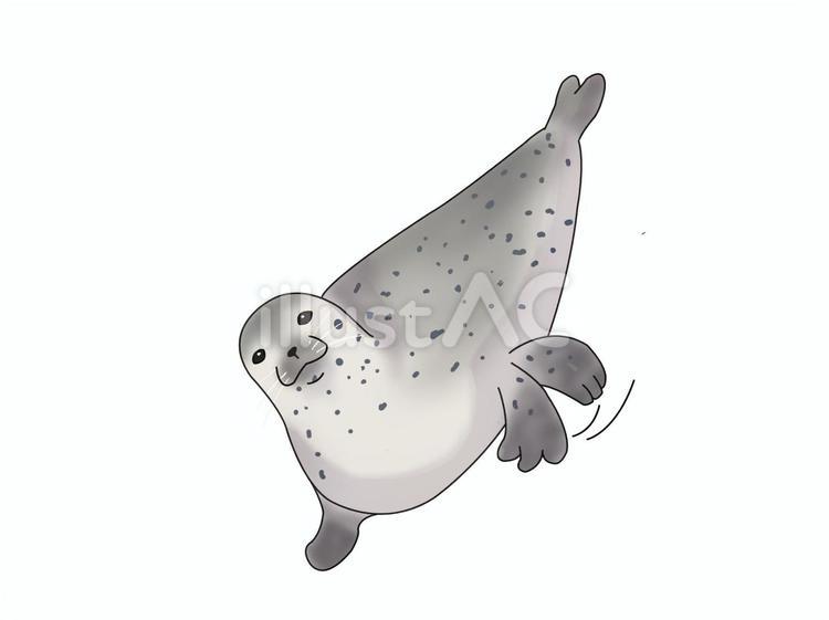 ゴマフアザラシ（ぺちぺち） ゴマフアザラシ,アザラシ,動物のイラスト素材