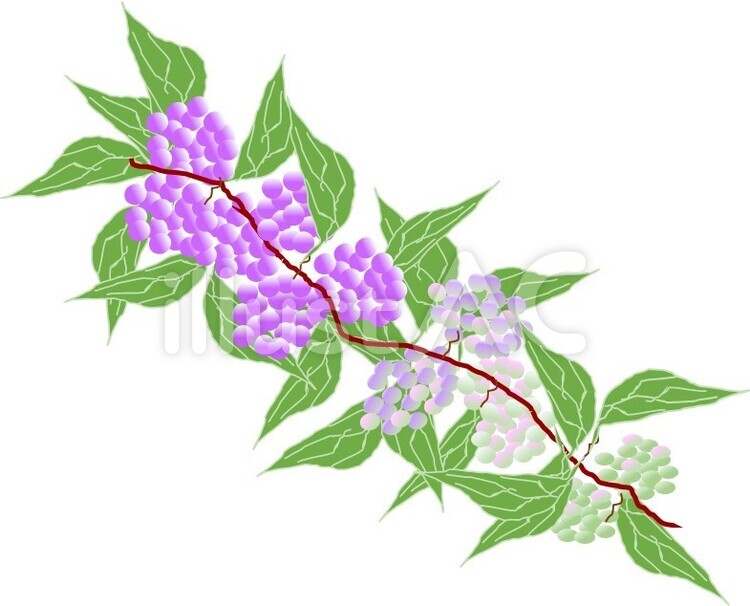 紫式部 木,き,キのイラスト素材