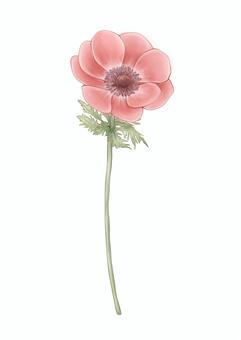 Illustration, anemones, flower, plant, JPG and PNG