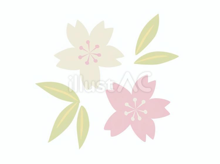 さくら　 さくら,花,葉のイラスト素材