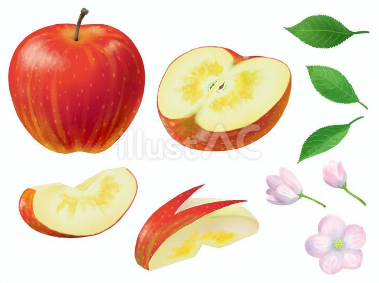 りんごと葉っぱと花 りんご,フジ,ふじりんごのイラスト素材