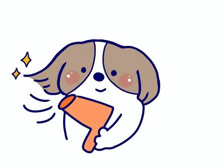 ドライヤーでサラサラなキャバリア 犬,キャバリア,ドライヤー,トリミング,サラサラ,耳の毛,キラキラ,小型犬,中型犬,保護犬のイラスト素材
