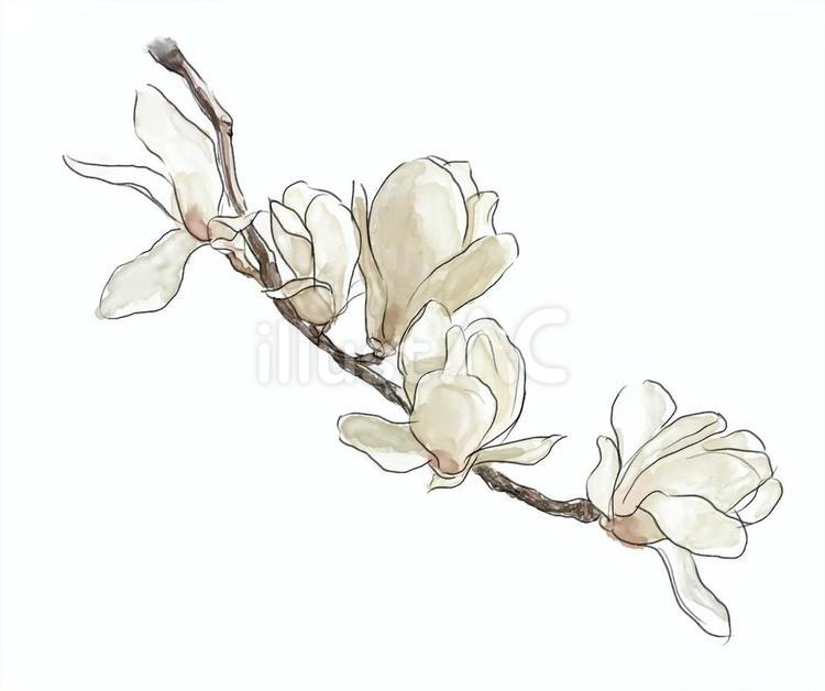 白木蓮 ハクモクレン,春,花のイラスト素材