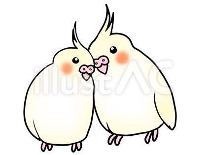 オカメインコ ペア