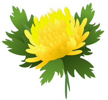 菊 菊 菊,千代見草,星見草,花,植物,秋の風物詩,仏花,黄色のイラスト素材