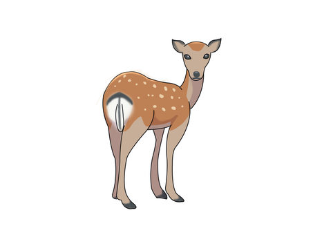 ニホンジカ(後ろ姿) ニホンジカ(後ろ姿) ニホンジカ,鹿,動物,奈良,後ろ姿のイラスト素材