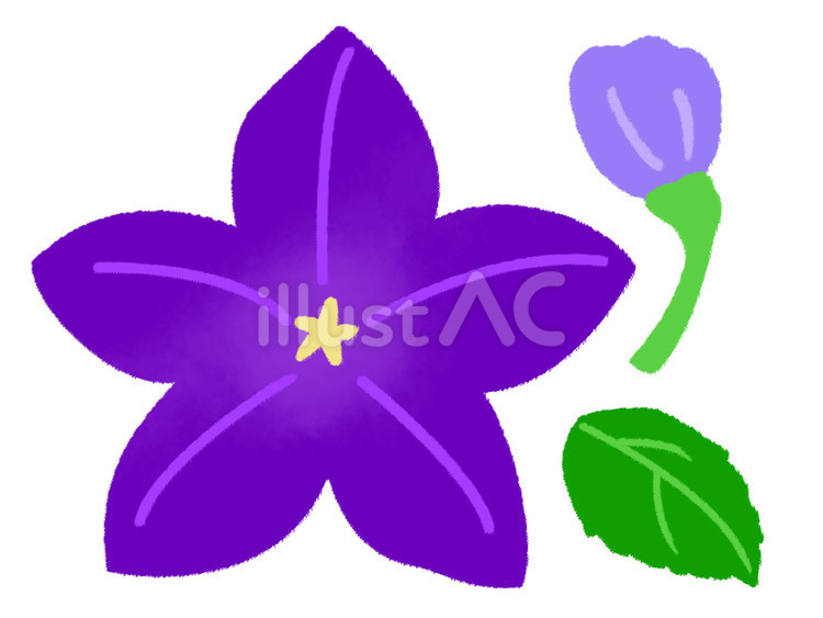大きな紫の桔梗の花と蕾と葉っぱ 桔梗,花,紫のイラスト素材