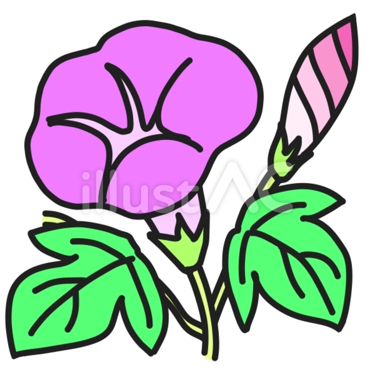 朝顔の花と蕾（カラー） 朝顔,花,植物のイラスト素材