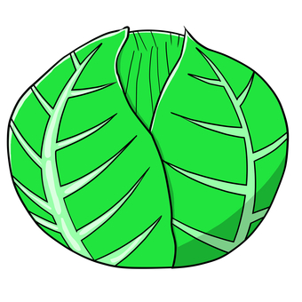 キャベツのイラスト キャベツ,きゃべつ,野菜,ベジタブル,葉野菜,葉物,青果,収穫,作物,植物のイラスト素材