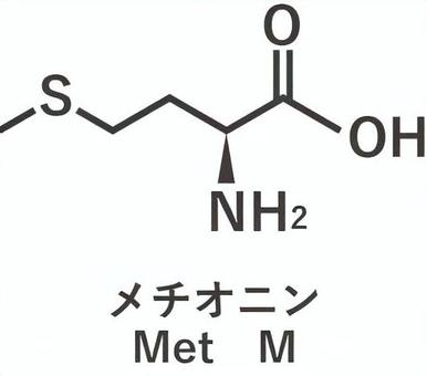 メチオニン アミノ酸,成分,構造式,化学式,栄養素のイラスト素材