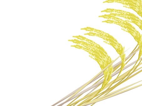 豊作の金色の稲穂　影なし　ine001 稲穂,金色,リアル,収穫,お米,ナチュラル,お洒落,自然,植物,大人っぽいのイラスト素材