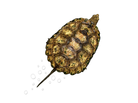 ニホンイシガメ