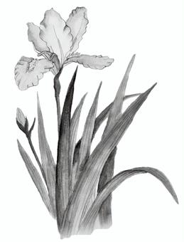 アイリスイラスト 無料イラストなら イラストac