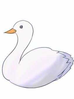 白鳥 野鳥,白鳥,鳥,渡り鳥,白い鳥のイラスト素材