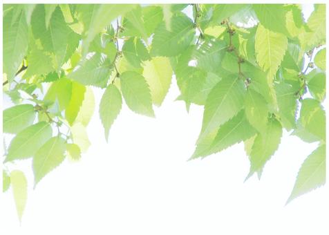 Fresh green background, JPG and AI Fresh green background, , JPG and AI