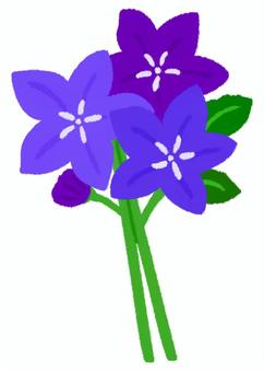 綺麗な三色の桔梗の花の花束 桔梗,花,花束,紫,秋,夏,植物,喪中,季節,秋の七草のイラスト素材