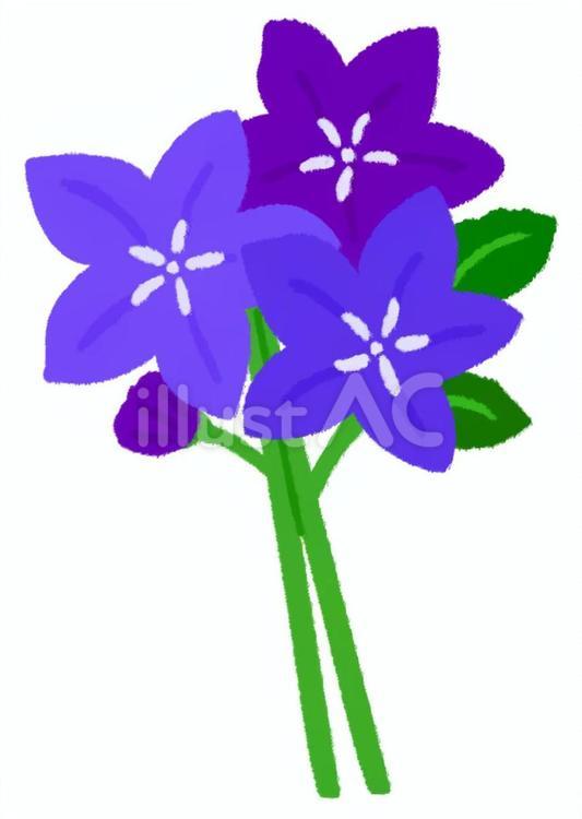 綺麗な三色の桔梗の花の花束 桔梗,花,花束のイラスト素材