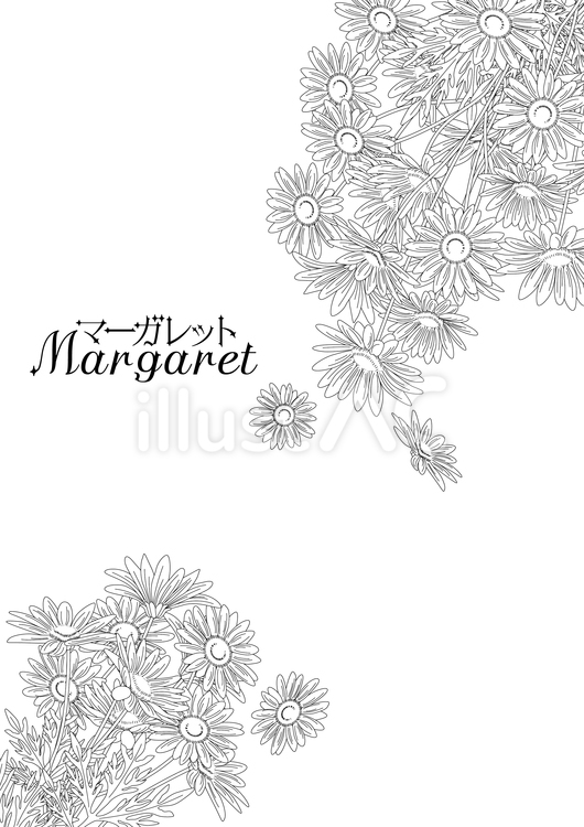 線画の花＜マーガレット・背景＞ マーガレット,木春菊,フラワーアレンジのイラスト素材