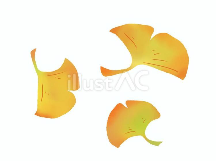 舞い散るイチョウの葉 イチョウ,落ち葉,秋のイラスト素材
