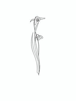 シラーの線画 シラー,春,花,早春,手描き,線画,可愛い,おしゃれ,シンプル,モノトーンのイラスト素材