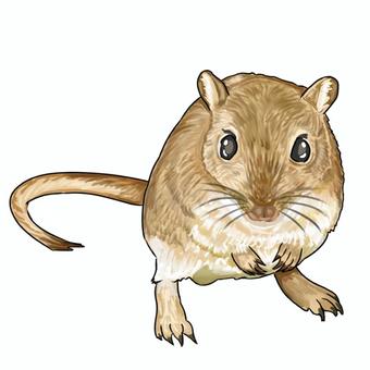 スナネズミ スナネズミ,齧歯類,ペット,可愛い,小さいのイラスト素材