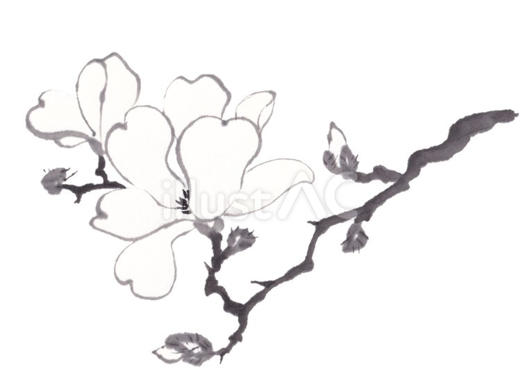 水墨の白木蓮 白木蓮,モクレン,花のイラスト素材