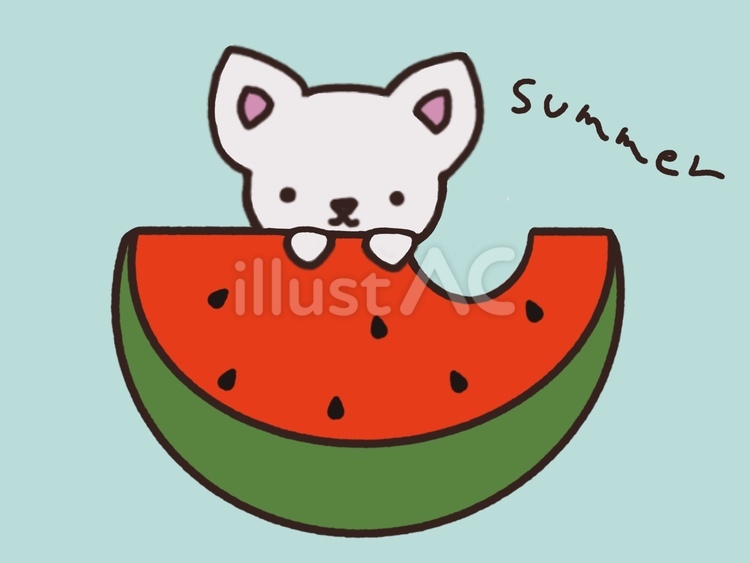 スイカ　がぶっ　チワワ すいか,夏,食べ物のイラスト素材