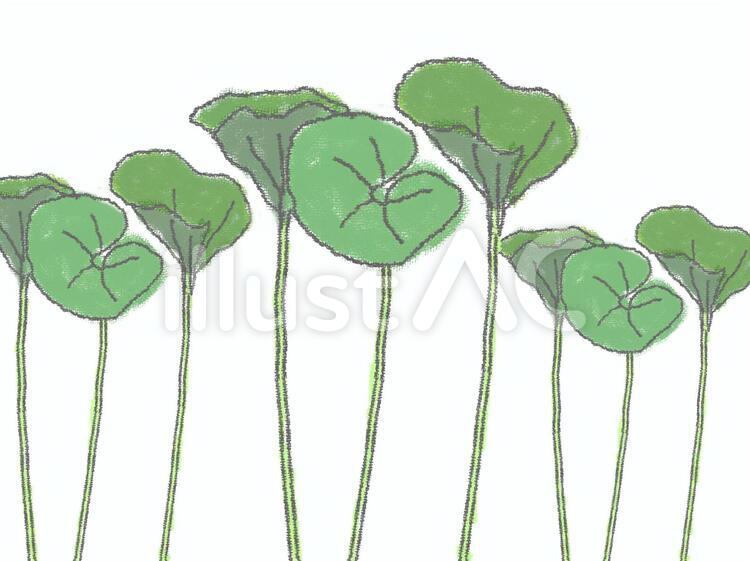 ふき畑 蕗,ふき,フキのイラスト素材