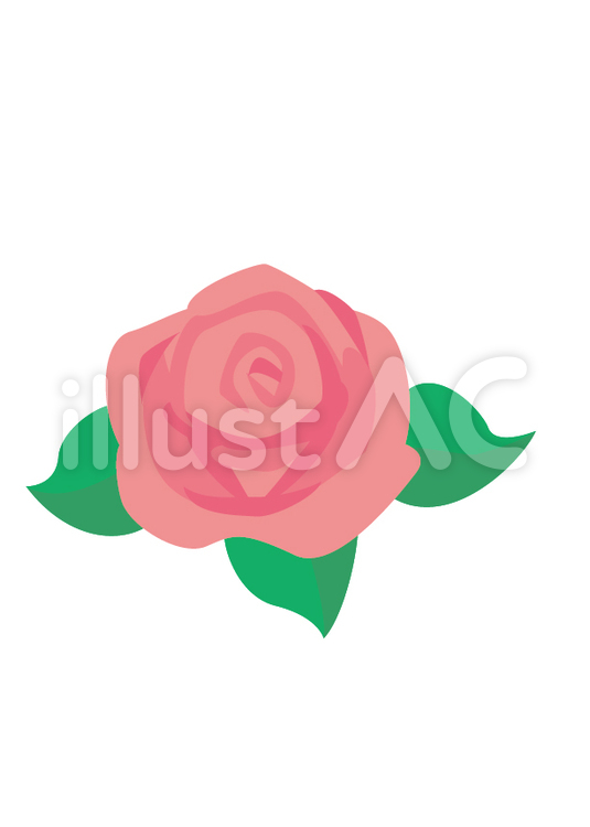 薔薇の花（桃） ばら,桃色,シンプルのイラスト素材