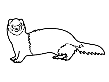 フェレット フェレット,小動物,ペット,生き物,塗り絵のイラスト素材