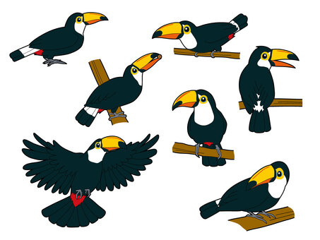 オニオオハシ７種 オニオオハシ,鳥,野鳥,野生動物,動物園,ブラジル,可愛い,くちばし,止まり木,横顔のイラスト素材