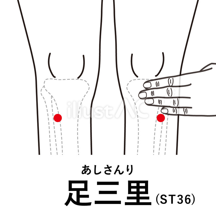 足三里のつぼ　線画風 足三里,つぼ,経穴のイラスト素材