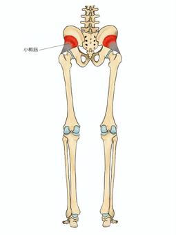 小殿筋のイラスト 小殿筋,筋,筋肉,ガイコツ,解剖,骨,モデル,骨格,解剖学,スケルトンのイラスト素材