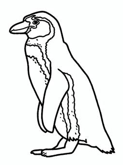 フンボルトペンギン フンボルトペンギン フンボルトペンギン,鳥,水族館,海,生き物,塗り絵のイラスト素材